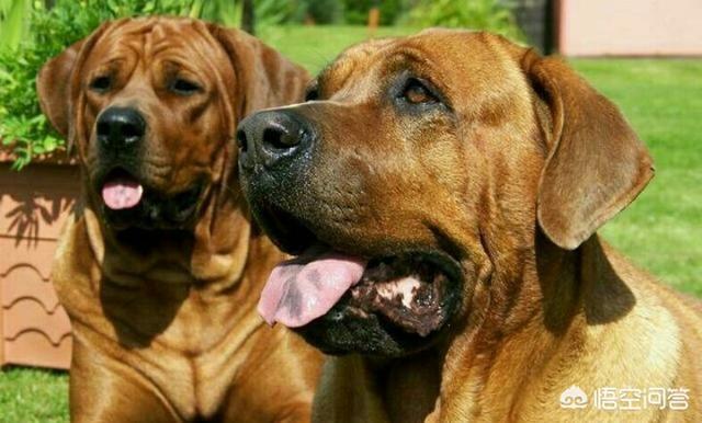 比特名犬介绍:比特犬的战斗力强大吗？有哪些狗可以打得过它？