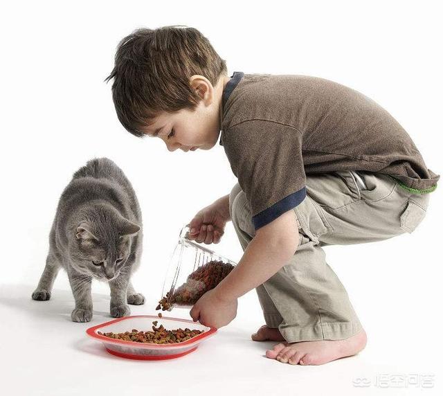 流浪狗和流浪猫好句子:疫情封城封期间，那些流浪猫狗有谁投食？ 流浪狗咬死流浪猫