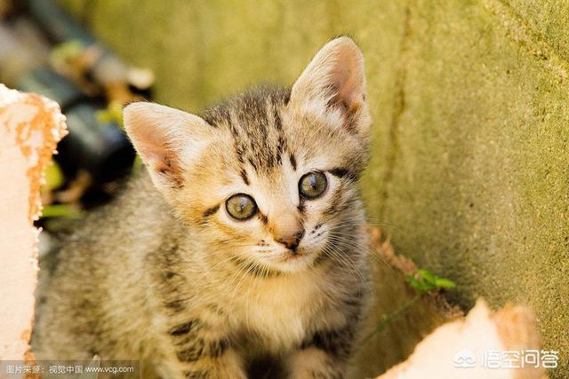 流浪狗和流浪猫好句子:疫情封城封期间，那些流浪猫狗有谁投食？ 流浪狗咬死流浪猫