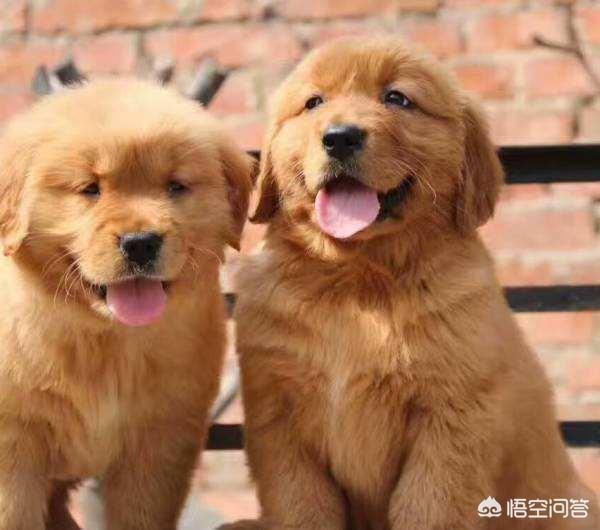 罗威纳幼犬到家:宠物到新家的准备工作有哪些呢？