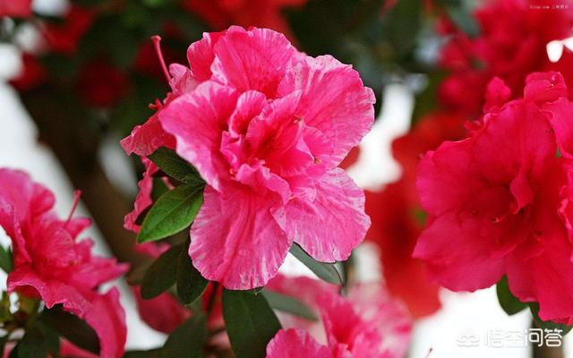 盆栽杜鹃花夏天怎么养:盆栽杜鹃花冬天怎么养 杜鹃长了花苞不开花，花苞慢慢干瘪、落苞，如何处理？