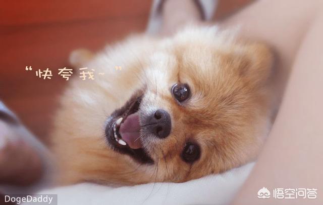 日本网红秋田犬俊介:俊介吃什么不会有泪痕？俊介吃什么粮没泪痕？