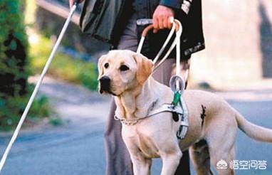 狗怕什么气味或味道:狗怕什么味道或不喜欢什么味道 家犬闻到老虎的气味会感觉到害怕吗，为什么？有什么依据吗？