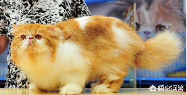 兔子拉稀了吃妈咪爱:猫咪拉稀，可以吃妈咪爱吗？