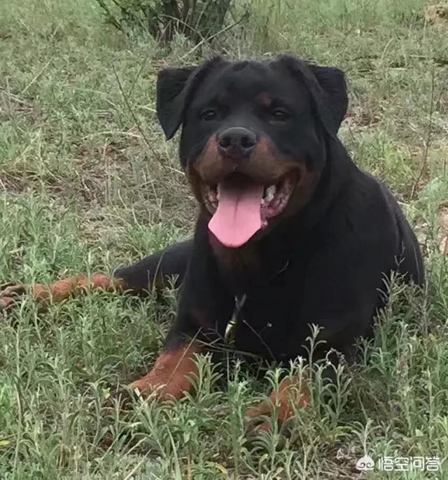 罗威纳犬图片:普通罗威纳与纯种罗威纳的区别是什么？ 罗威纳犬图片价格