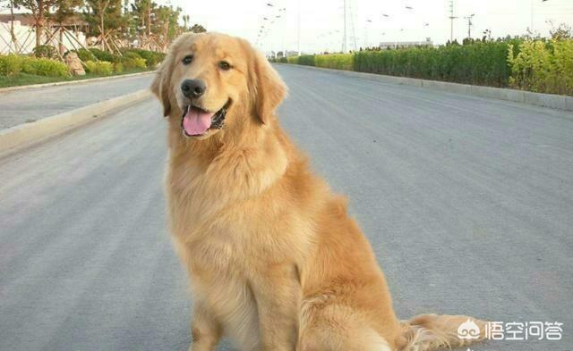金毛寻回猎犬的价格行情:2018年金毛犬幼犬的价格是多少？有哪些购买渠道？
