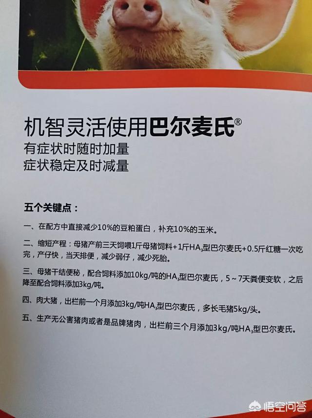 养的母猪大批死亡这是怎么回事