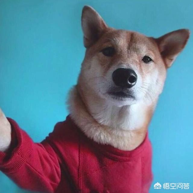 生日送什么诗好？