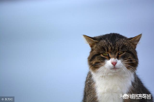 爪哇猫感冒发烧怎么办:猫咪感冒怎么办？猫咪一直舔鼻子打喷嚏？
