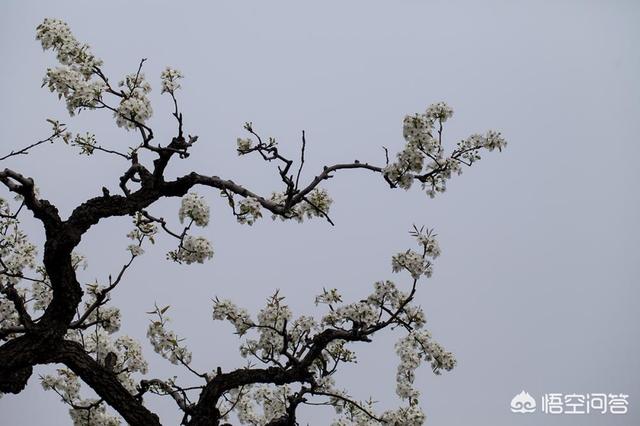 梨树花在早春该怎样防治冻害？
