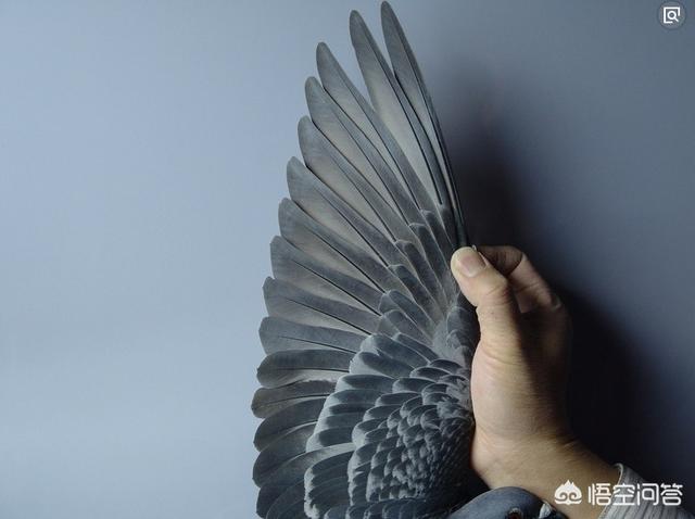 信鸽眼砂重要吗:鸽子翅膀颤抖的爆发力强吗？