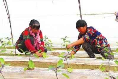 茄子定植前有哪些准备工作需要做？如何处理有利于病虫害防治？