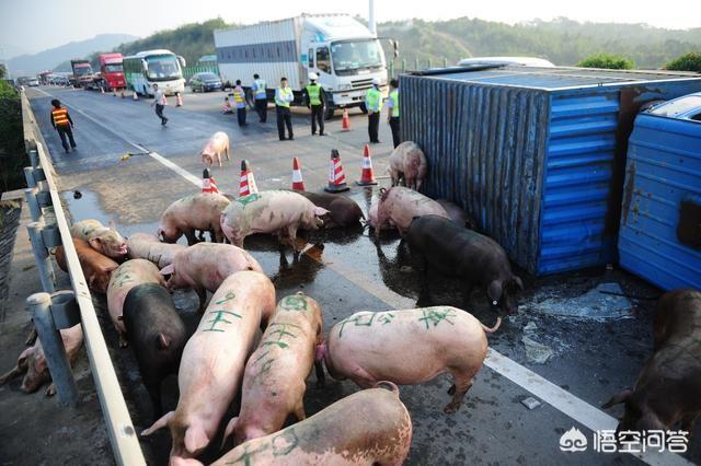 云南的非洲猪瘟怎么传过去的？