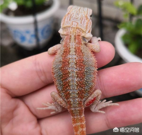 宠物蜥蜴价格及图片:4种适合新手饲养的宠物蜥蜴？