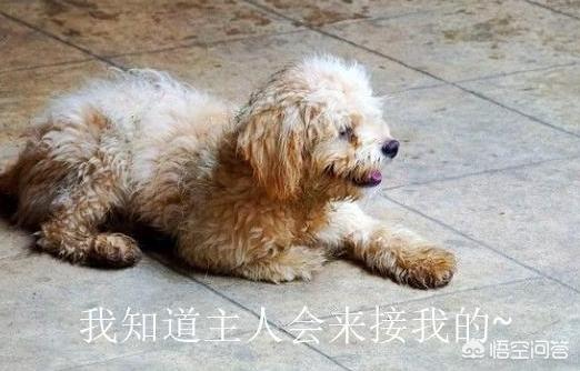 话说有人记得比高犬吗总觉得他是恭子最后知...:怎么可以判断比熊犬对主人的爱的深浅程度？