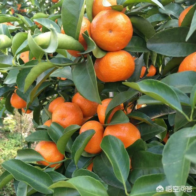 乙蒜素究竟是什么样的农药，青苔是柑橘的一大危害，在十一月份可以用乙蒜素吗