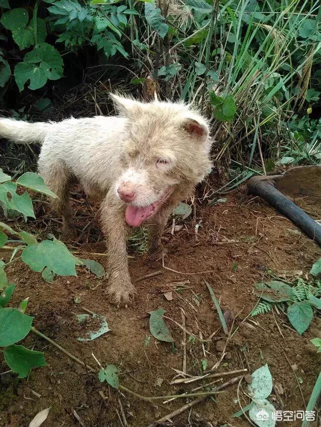 搜救犬阿虎:搜救犬阿虎的片头曲 无所不能的搜救犬是如何训练成的？