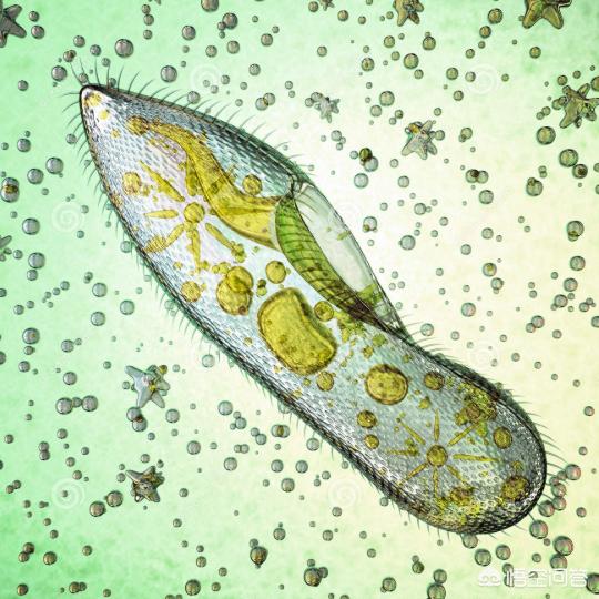 世界上最小的微生物图片