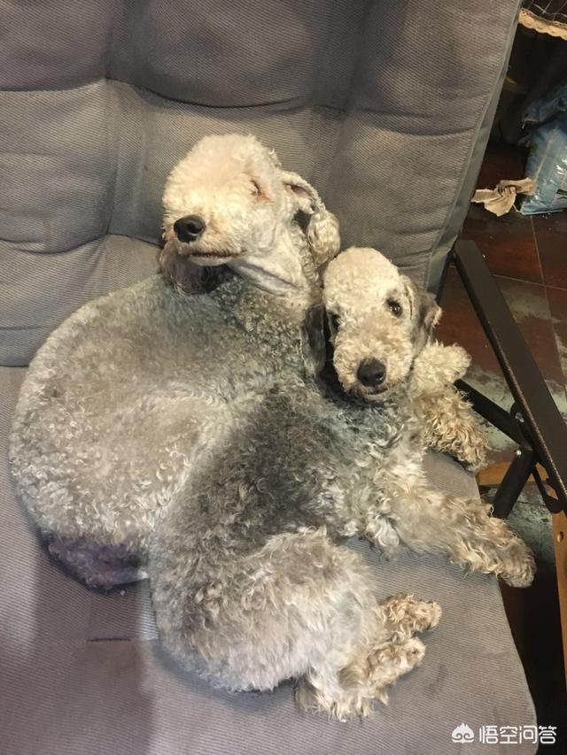 大型贝吉格里芬凡丁犬:世界上最珍稀的犬种有哪些？为什么？ 迷你贝吉格里芬凡丁犬