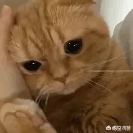 为什么猫咪能像液体一样缩在小盒子里:为啥猫咪像液体一样能缩在盒子里 猫养在纸箱子里，然后把猫粮和猫砂放在纸箱里面，这样可以不？