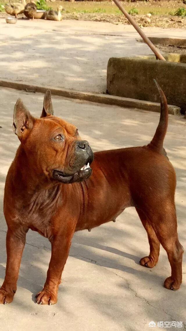 川东猎犬和下司犬相比,谁的战斗力更强?有何依据?-惠修网