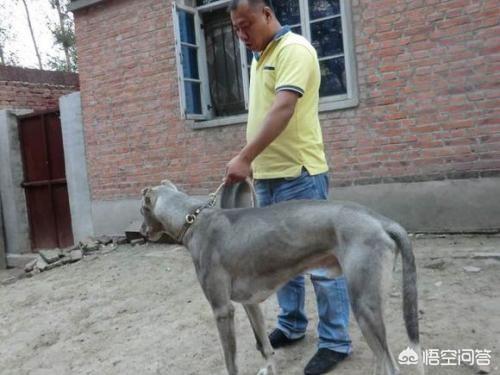 最好的护卫犬排行榜:想去登山和徒步旅行，应该带什么狗狗最适合？