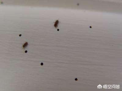 一个月的小土狗有跳蚤:狗狗身上有跳蚤，家里有宝宝该怎么清除狗狗身上的跳蚤？
