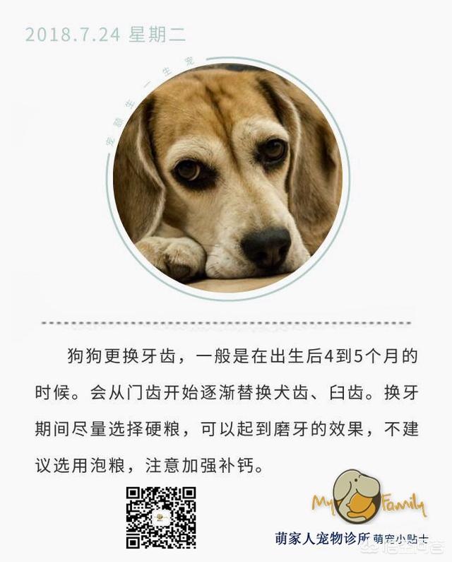 牛头梗差在哪了,为什么你们还是不愿意养呢？