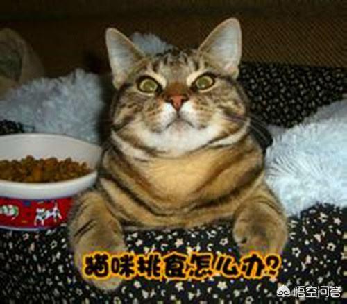 冻干猫粮:买有冻干的猫粮比较好还是直接买肉比较好？