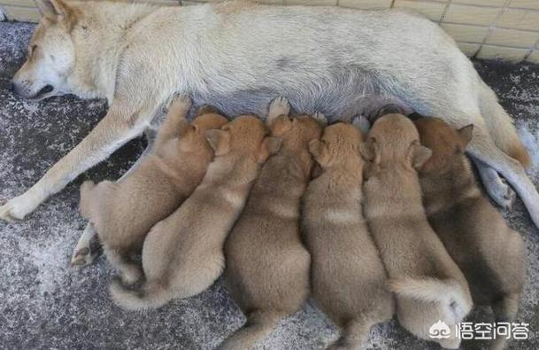 爱尔兰雪达犬价格图片:你身边的狗狗最多能活多久？ 爱尔兰雪达犬的图片