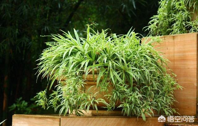 香水草好养吗:香水吊兰该如何种植？种植时需要注意什么？