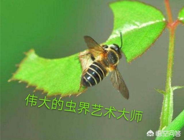 邓紫棋吃虫子:花被虫子啃了，该怎么办？
