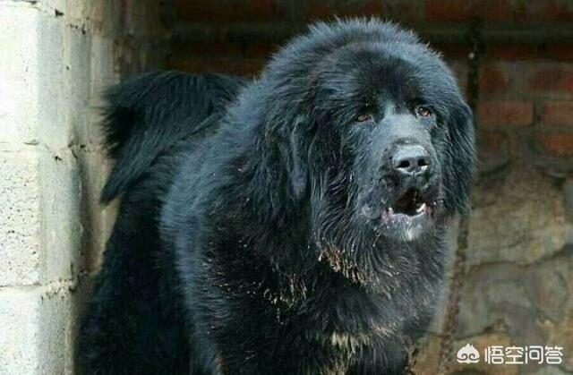 2017唐秀华藏獒园:中华田园犬在主人不给食物的情况下会反过来咬主人吗？