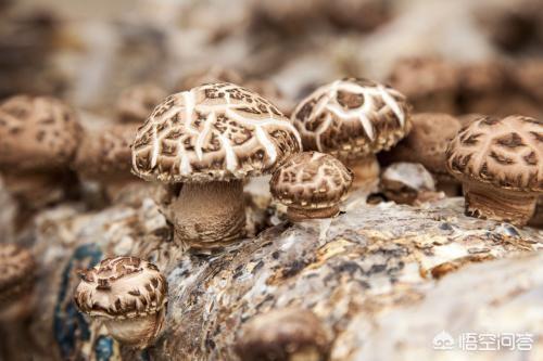 花菇的功效与作用，吃香菇、金针菇的好处有哪些？