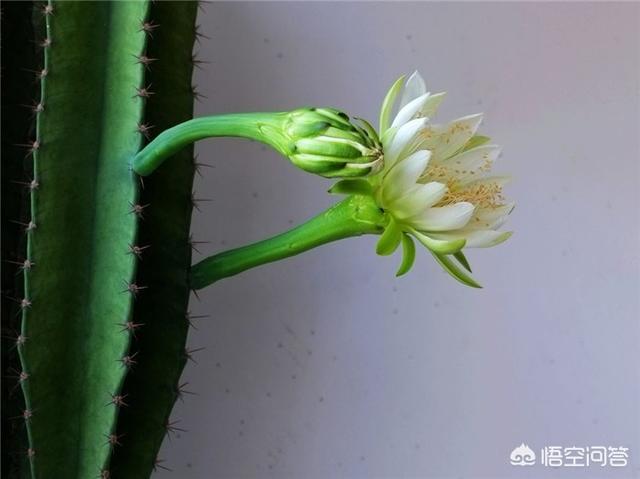 量天尺:量天尺栽培以及修剪方法？