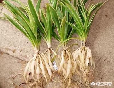 花叶芋根结线虫病:吊兰底部生长的疙瘩是什么？