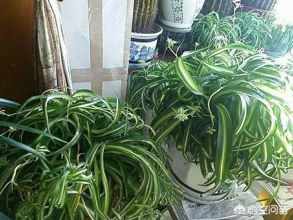 花叶芋根结线虫病:吊兰底部生长的疙瘩是什么？