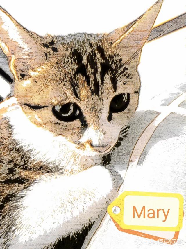 学校里养猫的坏处:有哪些大学宿舍允许养猫？如果想养猫该怎么办？