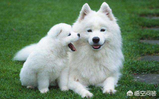 samoyed:萨摩耶，金毛犬，哪个好养？