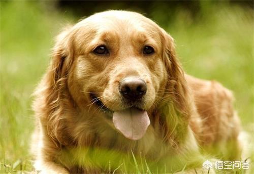 狗耳螨和马拉色菌感染的区别:狗耳螨的症状图片 狗狗耳螨会不会爬到别的狗狗耳朵？