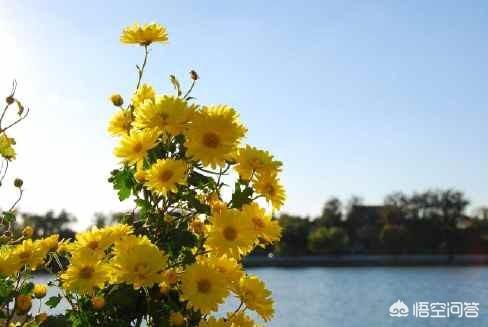 重阳节是什么典故（重阳节有何说法）