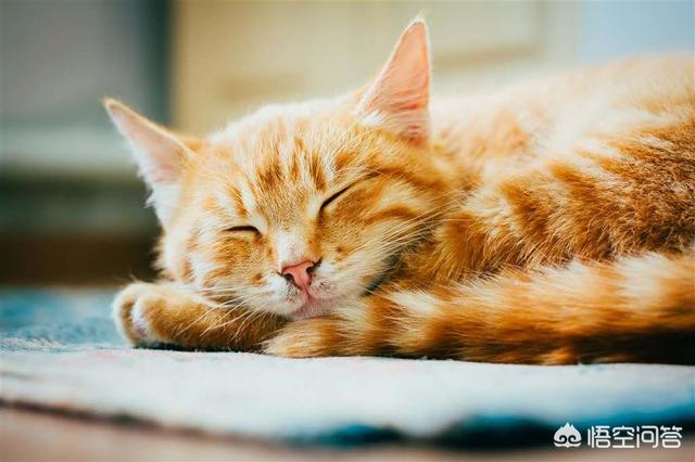 哪种猫容易有泪痕:七个月的猫有泪痕，该怎么办？