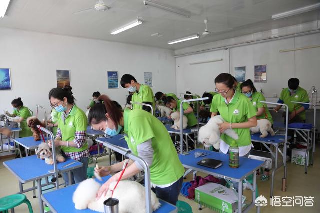 重庆银利宠物美容学校怎么样:学宠物美容怎么样，有年龄限制吗？