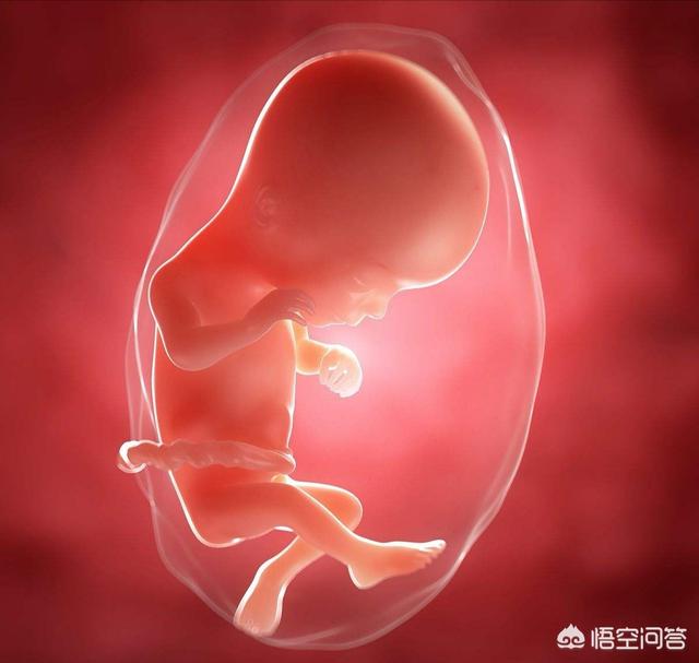 四个月胎儿图片女孩图片