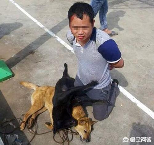 藏獒咬死女童gif:广场现恶犬频繁伤人，2岁女童被咬伤，你怎么看？ 大连三岁女童被藏獒咬死