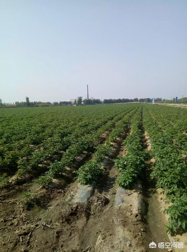 下鸟啦网:蔬菜地里好多鸟会吃菜，该怎么防治呢？