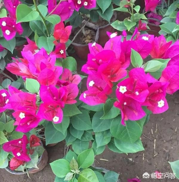 家里养梅花好吗:三角梅花能在室内养护吗？