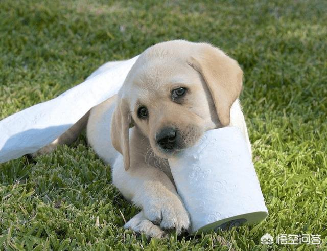 拉布拉多犬性格如何:饲养拉布拉多犬会怎样？生活会改变吗？