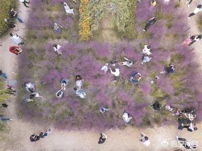 千湖岛老奶奶种的三年粉黛乱子草三天被网红游客踩毁,致其被割保全,对此怎么看？