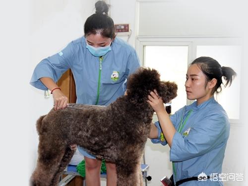 成都宠物美容师培训学校哪个靠谱:四川，有谁知道哪里有专业的宠物美容培训机构？